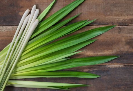 Bagaimanakah Cara Budidaya Tanaman Daun  Pandan  Dengan Baik 