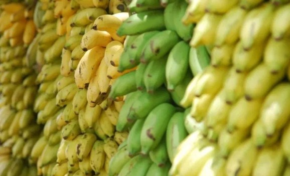 Bagaimanakah Cara Menanam Tanaman Pisang  Untuk Pemula 