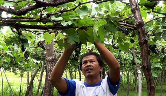 Bagaimana Cara Menanam Tanaman Anggur Dengan Baik Agar Cepat Berbuah