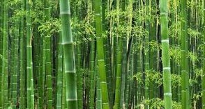 Bagaimanakah Cara Menanam Tanaman Bambu  Dengan Mudah 
