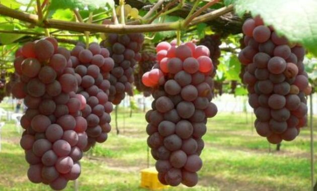 Cara merawat pohon anggur agar cepat berbuah