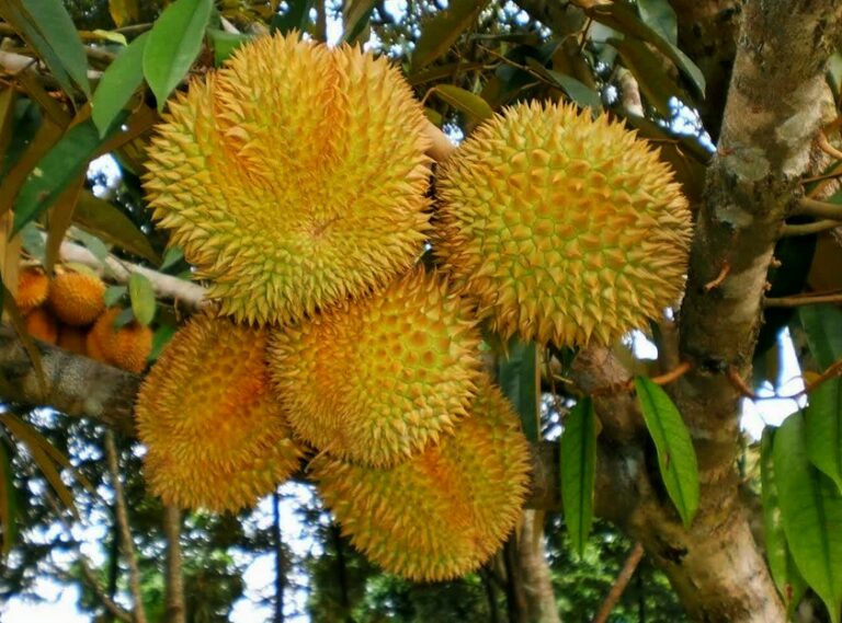 Cara Menanam Durian Montong Agar Cepat Berbuah