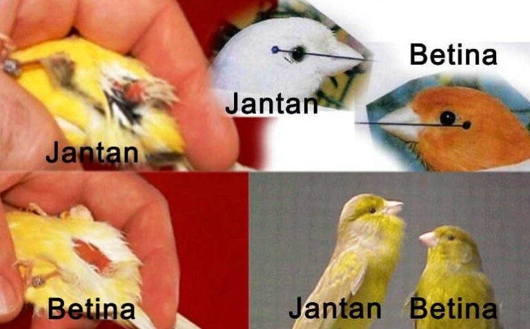 Jenis kelamin Burung Kenari Lokal