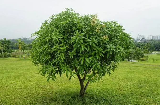Cara Merawat Pohon Mangga