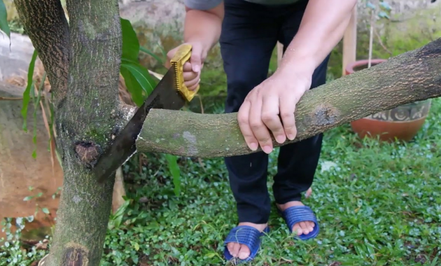 Pemangkasan Pohon Mangga