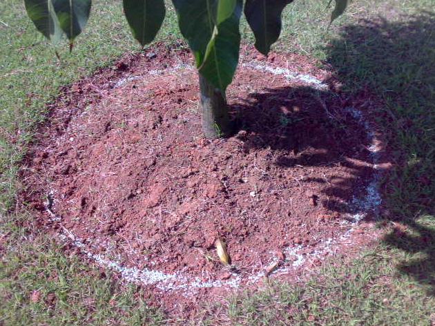 Pemberian Nutrisi Pohon Mangga