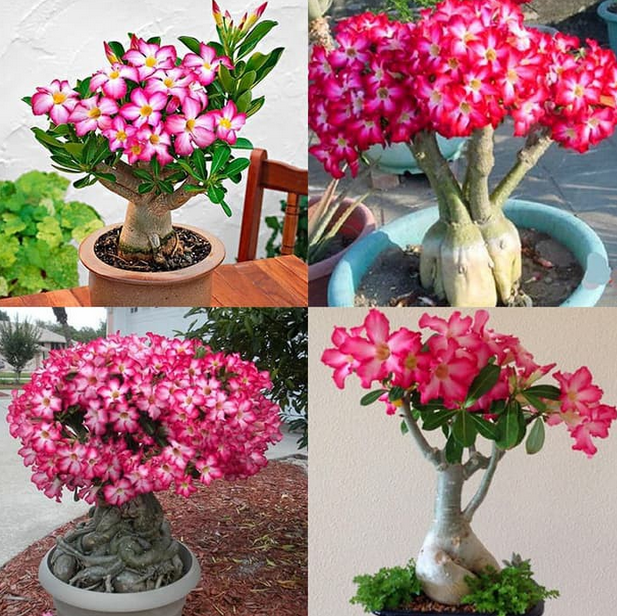 Jenis-jenis Bunga Adenium